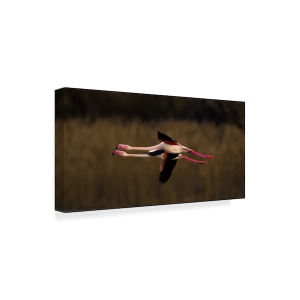 Marius Floca 'Greater Flamingo' Canvas Art,10x19